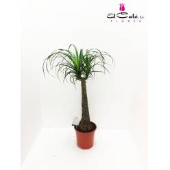 P. Beaucarnea Recur 27/120cm