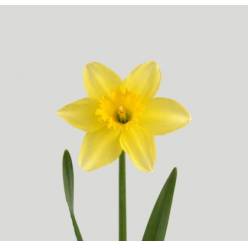 Narciso Hol. T Dutch Master Am 50cm