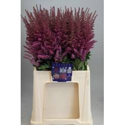 Astilbe Maggie Daley 60cm