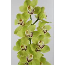 Cymbidium Ovati Emerald 80cm Vd.