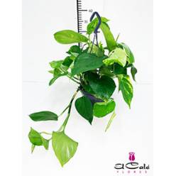 P. Pothos Hang 15/40cm x6