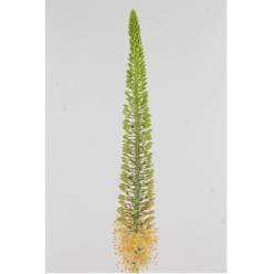 Eremurus Hol. Ruiter 80cm (35cm flor) Sal.