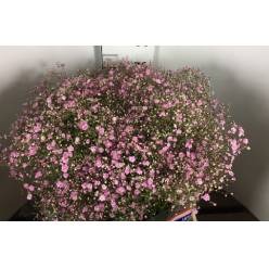 Paniculata Hol. Rosa 750gr 75cm "T25"