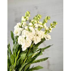 Aleli Nac. Blanco 70cm