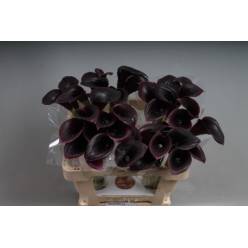 Calla Cantor 55cm Negra