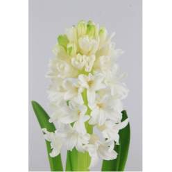 Jacinto Hol. White King 30cm "T25" Bl