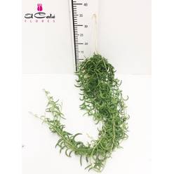 P. Senecio Radicans Nac. 15/40cm x6