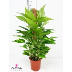P. Pothos Nac. Tutor 17/80cm