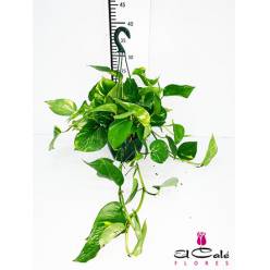 P. Pothos Nac. Colgante 15