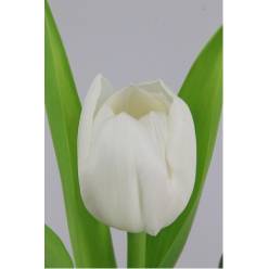 Tulipan Hol. Royal Virgin 35cm Bl.
