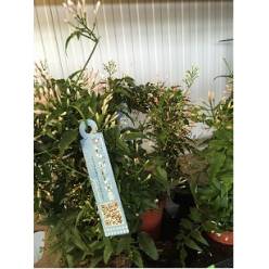 P. Jasmin Polyanthum 12/40cm x6