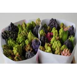 Jacinto Hol. Mixto 30cm "T25" (5 colores)