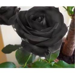 Rosa  Ecu. Tintada Negra 50cm