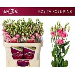 Lisiantus Hol. Rosi Rose Pink 75cm 55gr "T10"