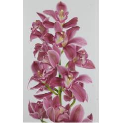 Cymbidium x6 Bryce 80cm Rs/Mo.