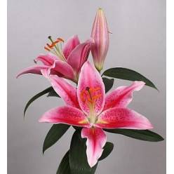 Oriental Hol. Rs. Calvados 80cm 3/4 fl.