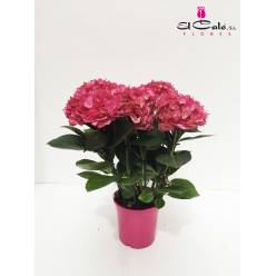 P. Hortensia Nac. Rosa 17/55cm x6