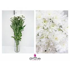 Margarita Hol. Euro Blanco 85gr