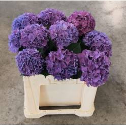 Hortensia Hol. Rodeo Paars 50cm �16/18cm