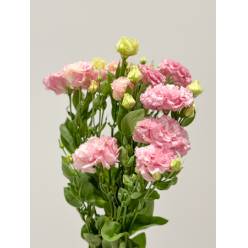 Lisiantus Nac. Rizado Rosa 70cm
