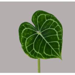 Anthurium Hol. Clarinervum �15 "CC10"
