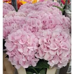 Hortensia Hol. Verena 60cm 16/18 Rosa