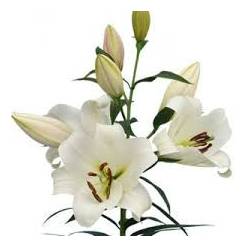 Oriental Hol. Bl. Forever 75cm 2 fl.