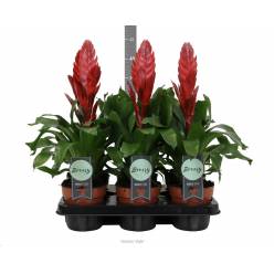 P. Guzmania Vries Style 12/50cm x6