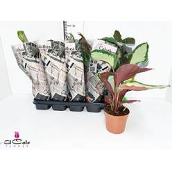 P. Calathea Mixta 4 Varied. Srt. 12/40cm x 10