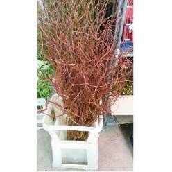 Salix Golden Curls Seco 130cm