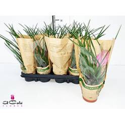 P. Tillandsia Cyanea Anita 9/26cm x12
