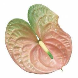 Anthurium Hol. Senator 11  "CC16"