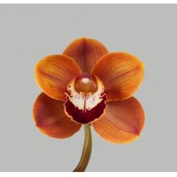 Cymbidium Rene Wish 80cm Nj.