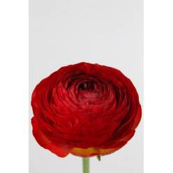 Ranunculos Hol. Aazur Red Baron 40cm 20gr