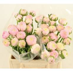 Ranunculos Hol. Aazur Pink 45cm 35gr