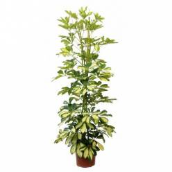 P. Schefflerar Nac. Gold Capella 22/150cm