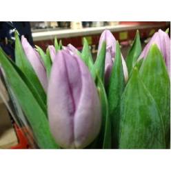 Tulipan Hol. Candy Prince 35cm Mrd
