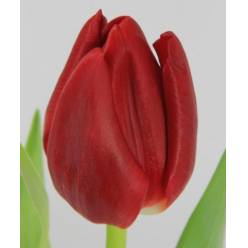 Tulipan Hol. Escape Rojo 40cm
