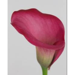 Calla Zazu 55cm Fres.