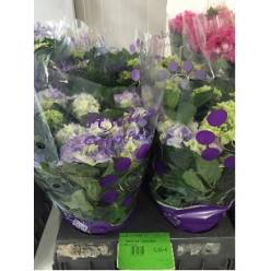 P. Hortensia Early blue 14/40cm  x4 8-flor.