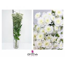 Margarita Hol. Stallion Blanco 65gr