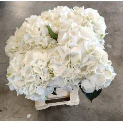 Hortensia Hol. Schneeball 60cm �21/24 Blanca