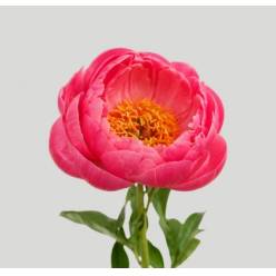 Peonia Hol. Coral Charm 55cm