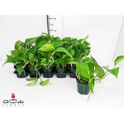 P. Pothos Nac. Colgante 10.5