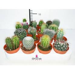 P. Cactus Mixto Nac. 5.5/10cm "CC20"