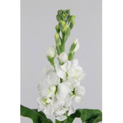Aleli Hol. Aida White 65cm "T10"