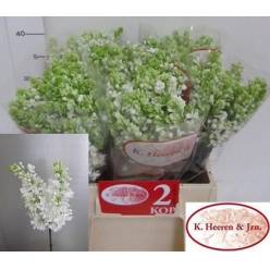 Lilas Madame Stepman Blanca 40cm 2bl