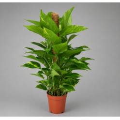 P. Pothos Nac. Tutor 20/100cm