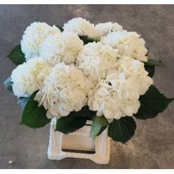 Hortensia Hol. Schneeball 60cm �18/20cm Bl.