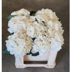 Hortensia Hol. Schneeball 50cm �20/22cm Bl.